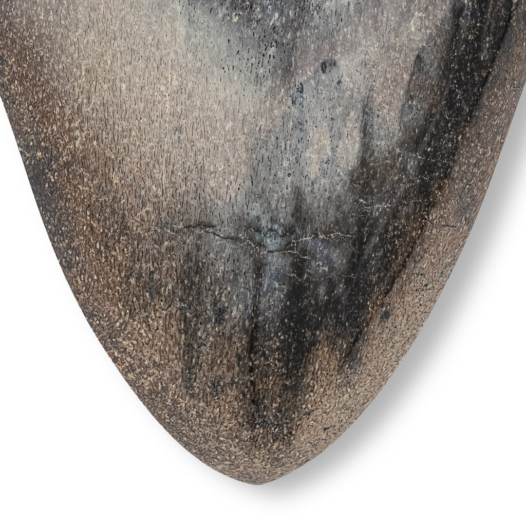 Megalodon Tooth - SOLD 5.14" Polished