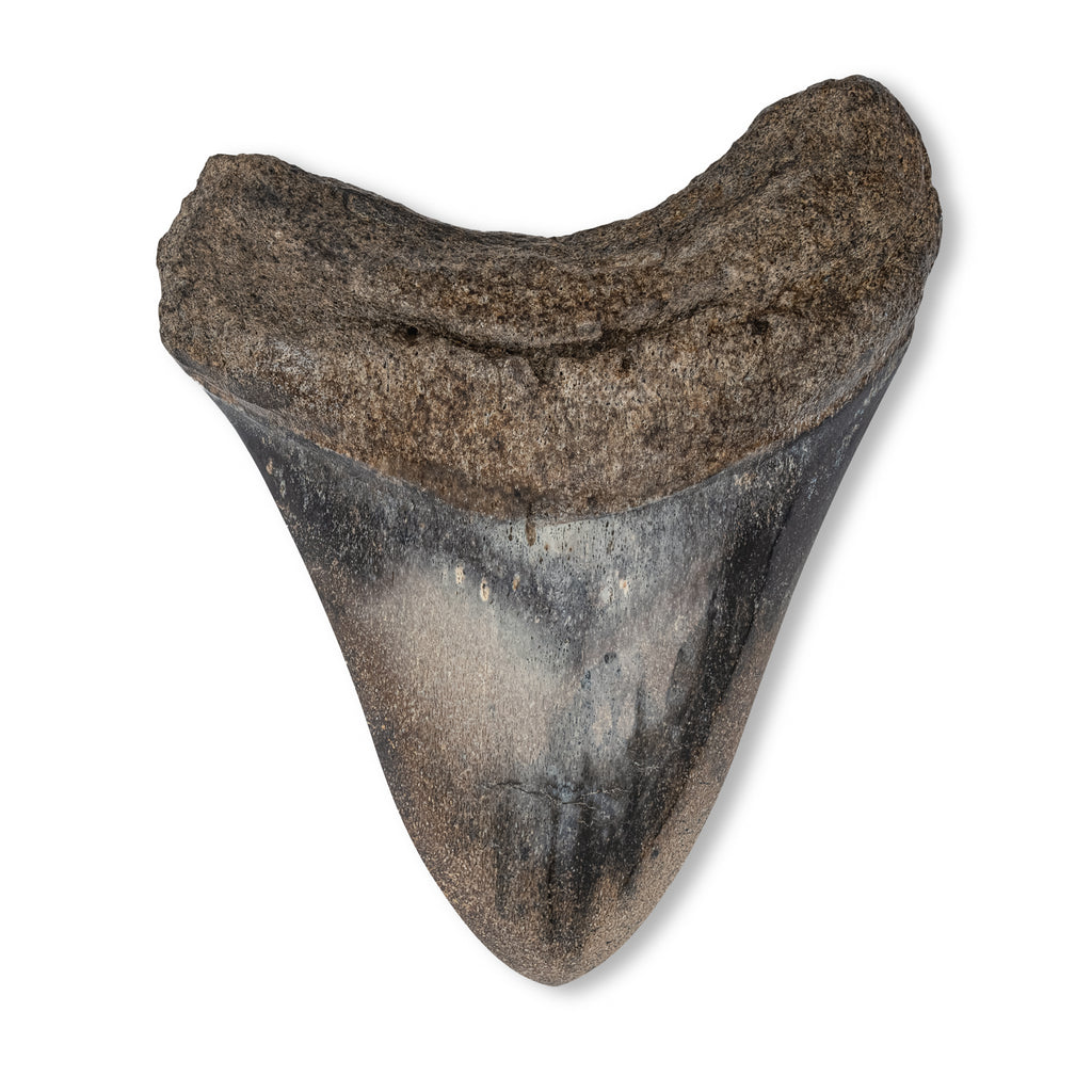 Megalodon Tooth - SOLD 5.14" Polished