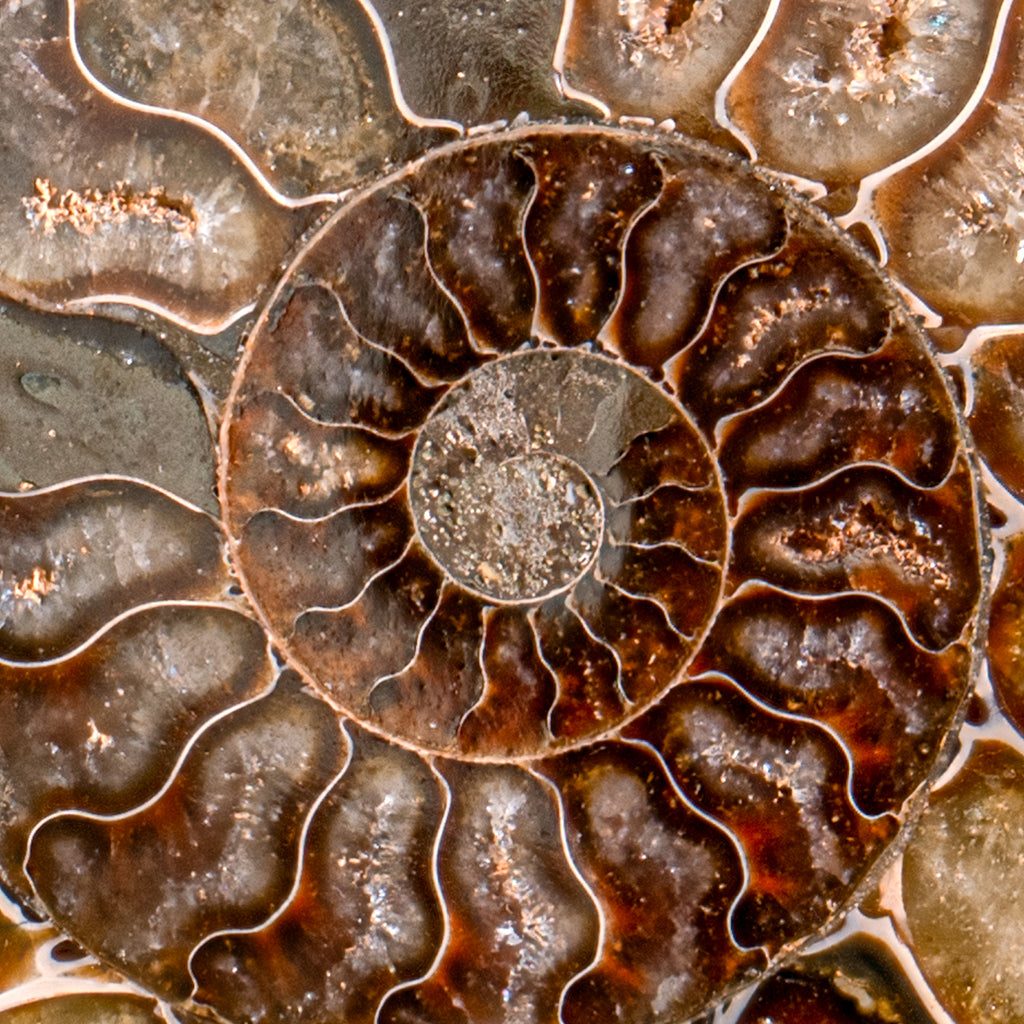 Polished Split Ammonite - SOLD 5.22" A Cleoniceras