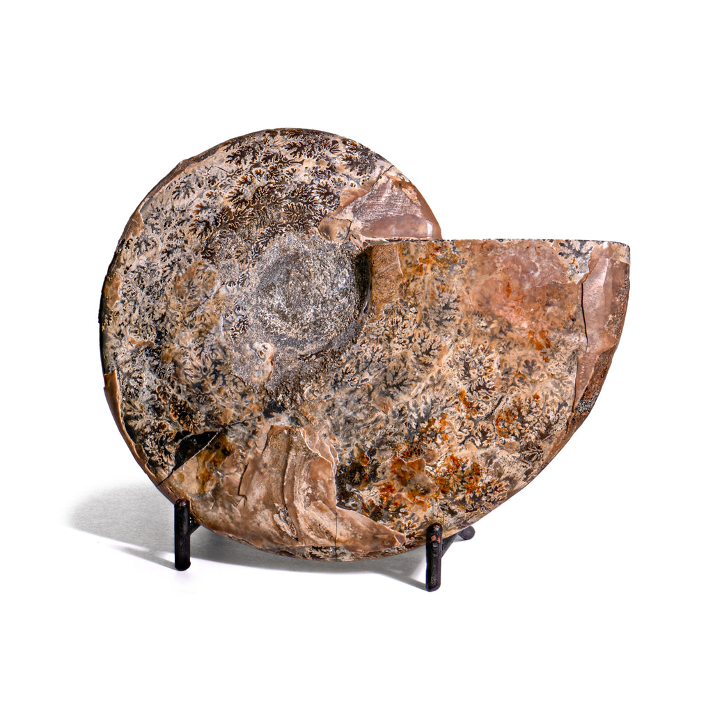 Polished Split Ammonite - SOLD 5.22" A Cleoniceras