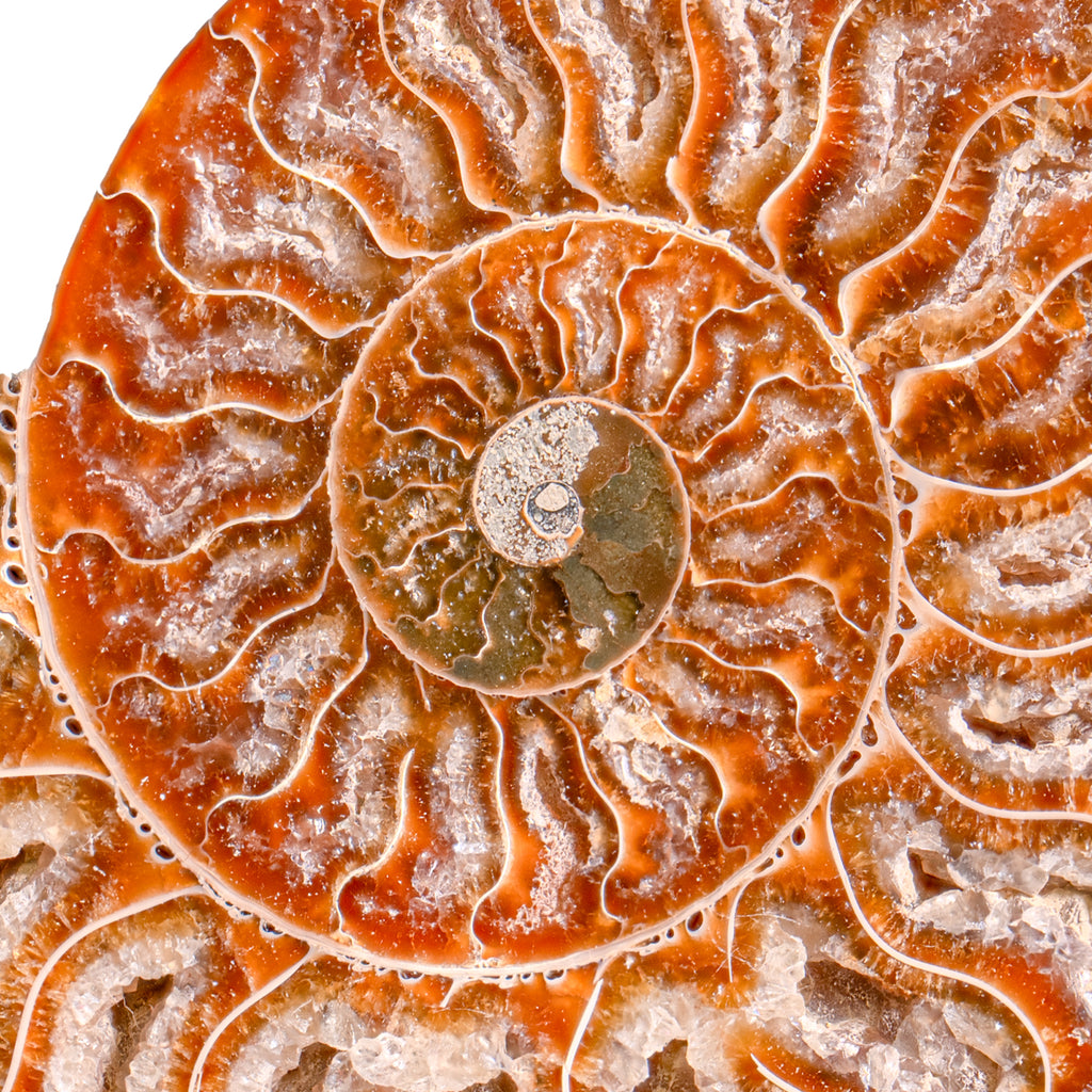 Polished Split Ammonite - SOLD 5.29" A Cleoniceras