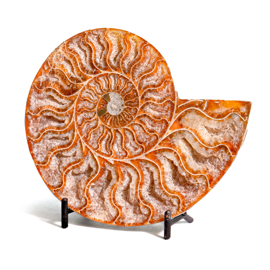 Polished Split Ammonite - SOLD 5.29" B Cleoniceras