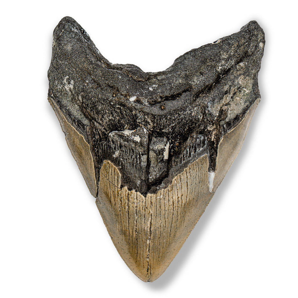 Megalodon Tooth - 5.31" Natural