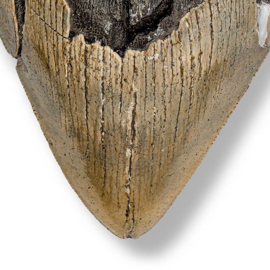 Megalodon Tooth - 5.31" Natural