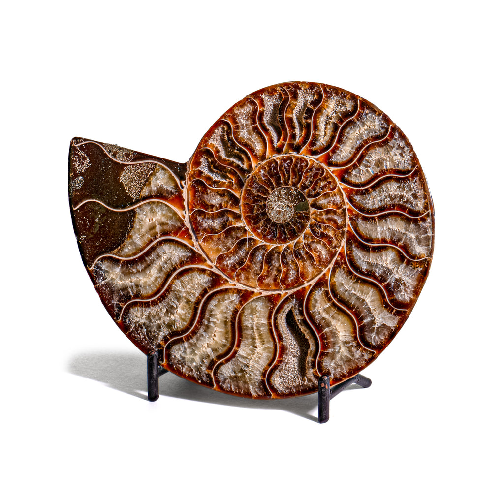 Polished Split Ammonite - SOLD 5.32" A Cleoniceras