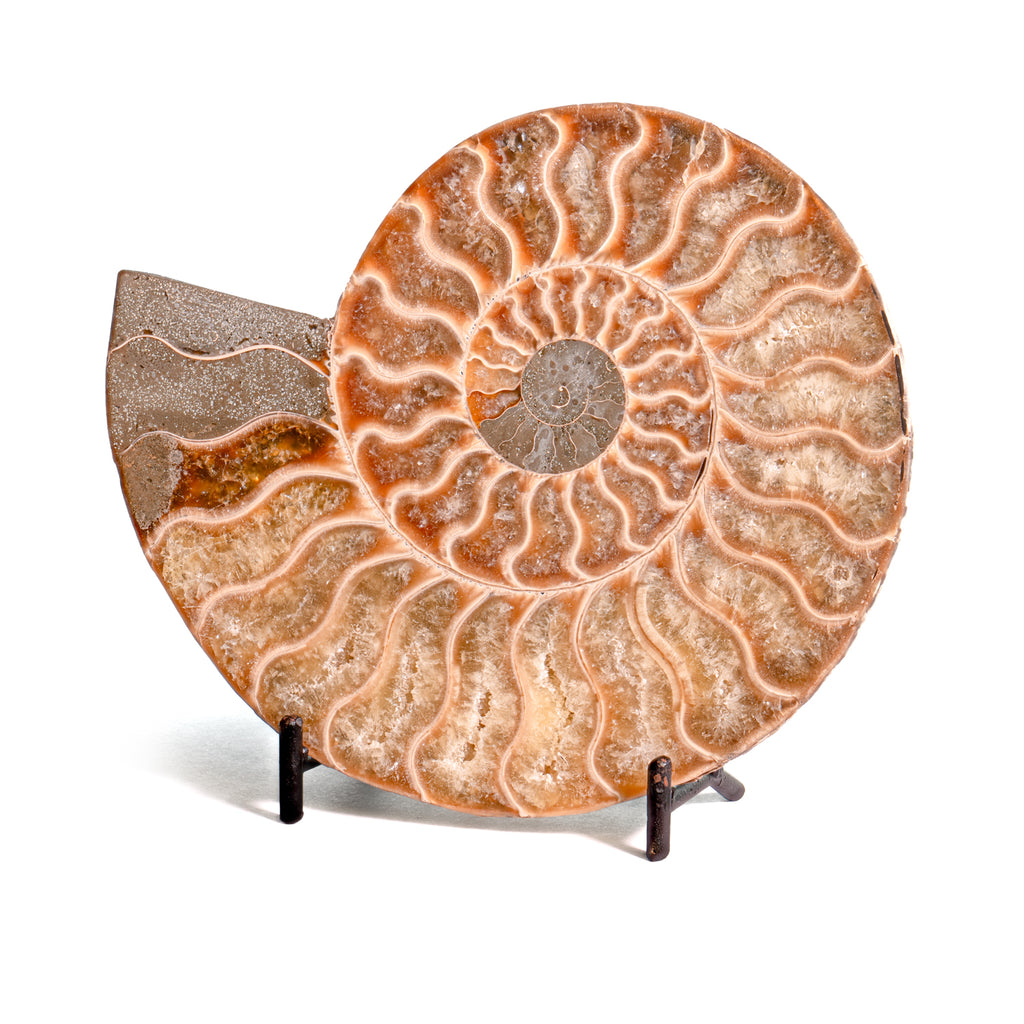 Polished Split Ammonite - SOLD 5.34" A Cleoniceras