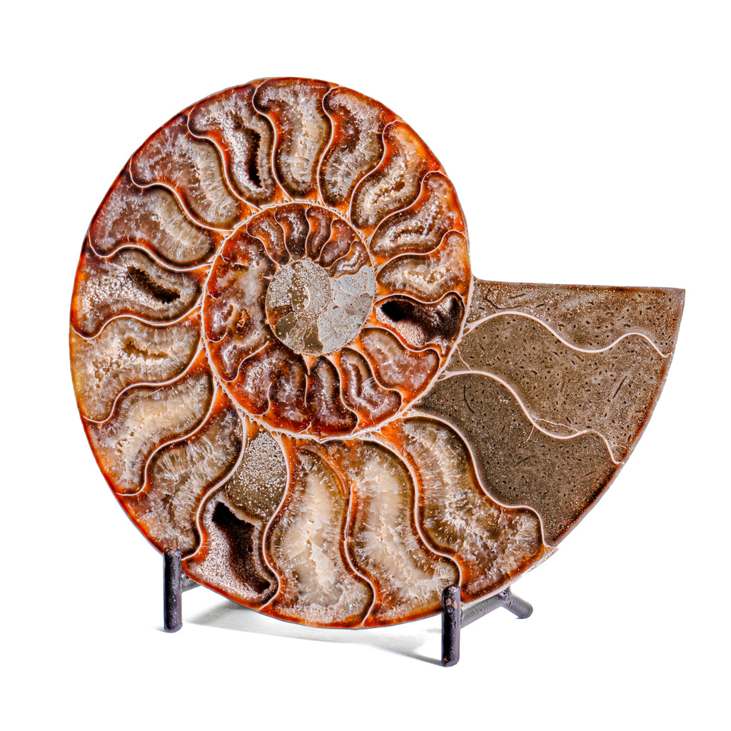 Polished Split Ammonite - SOLD 5.38" A Cleoniceras