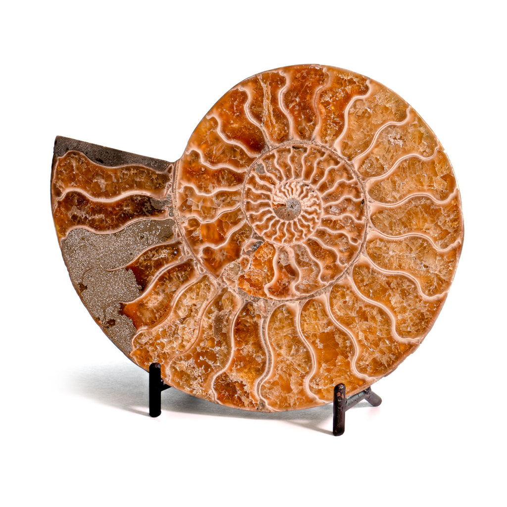Polished Split Ammonite - SOLD 5.43" A Cleoniceras
