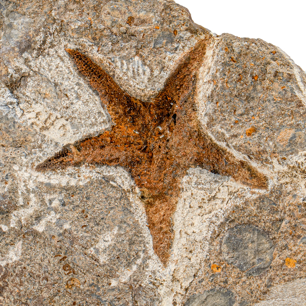 Fossil Starfish - SOLD 5.44" Petraster