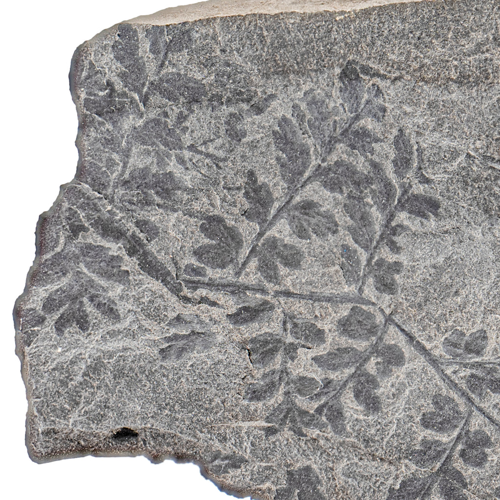 Carboniferous Fossil Plant - SOLD 5.45" Mariopteris