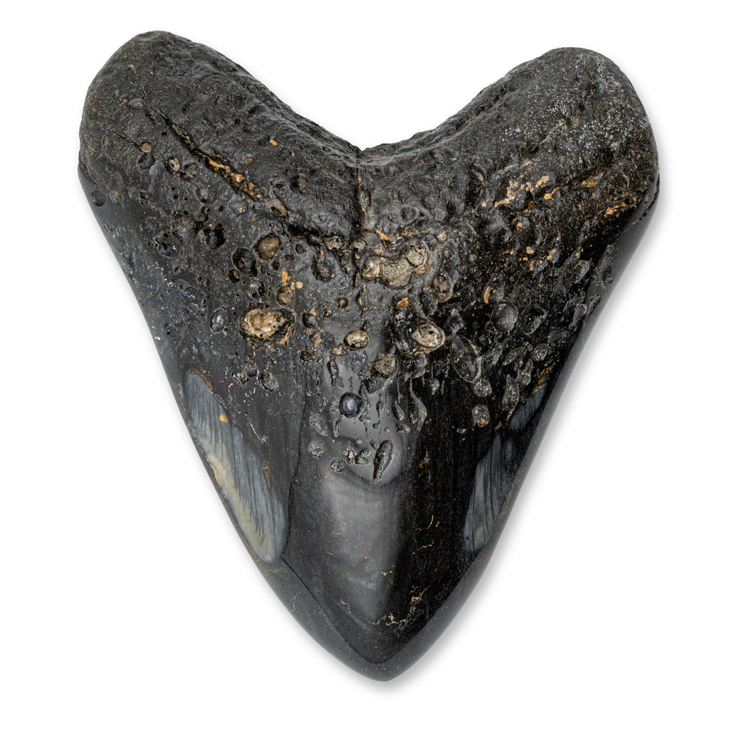 Megalodon Tooth - 5.52" Polished