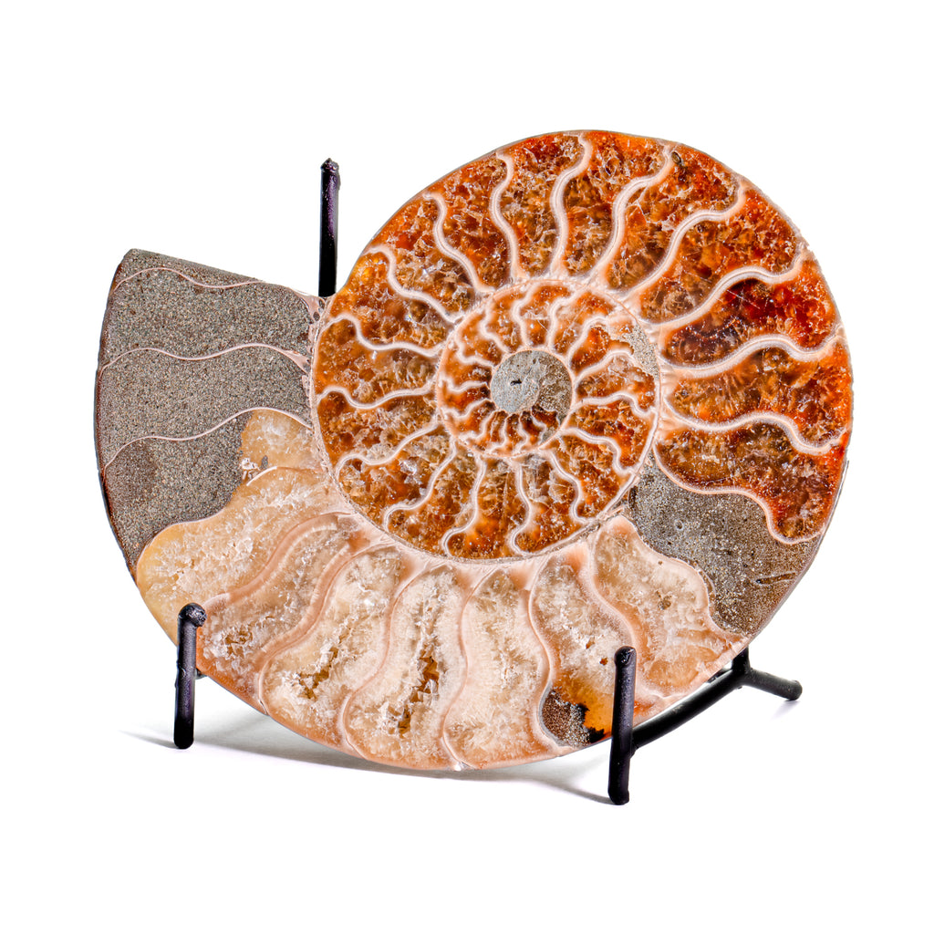 Polished Split Ammonite - SOLD 5.53" A Cleoniceras