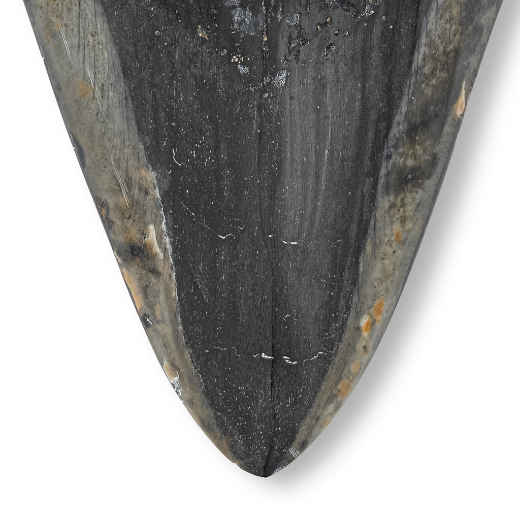 Megalodon Tooth - SOLD 5.63" Polished