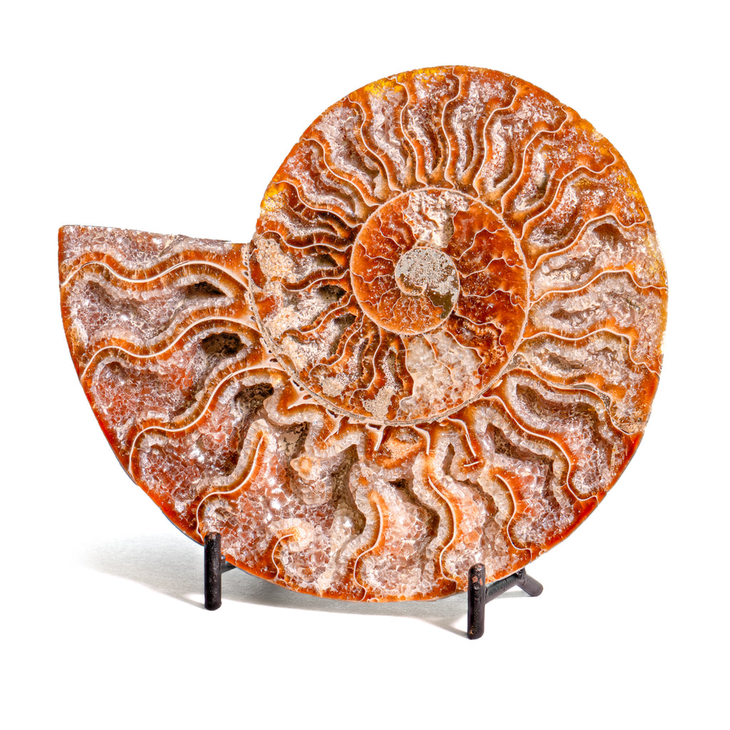 Polished Split Ammonite - SOLD 5.65" A Cleoniceras