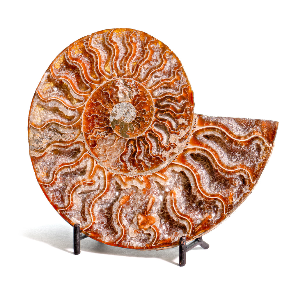 Polished Split Ammonite - SOLD 5.65" B Cleoniceras