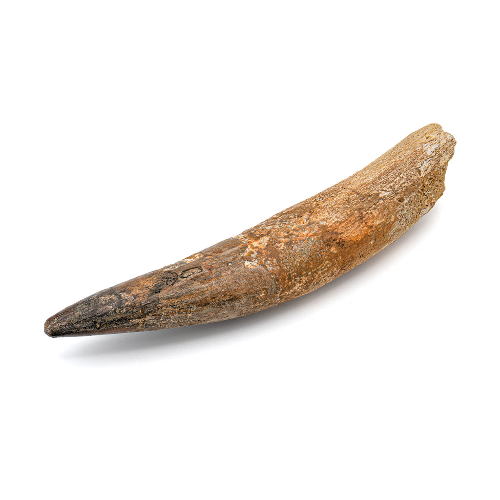Spinosaurus Tooth - SOLD Beyond XL 5.65"