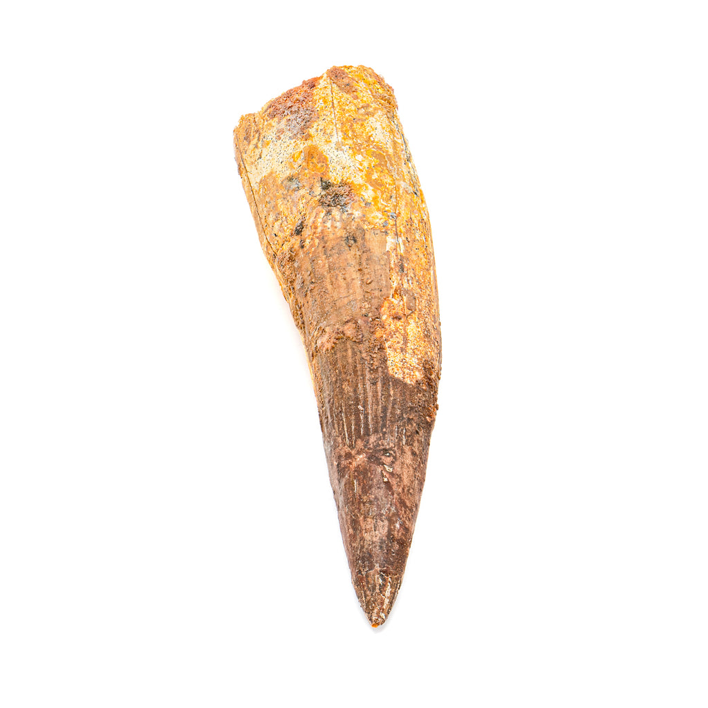 Spinosaurus Tooth - Beyond XL SOLD 5.66"