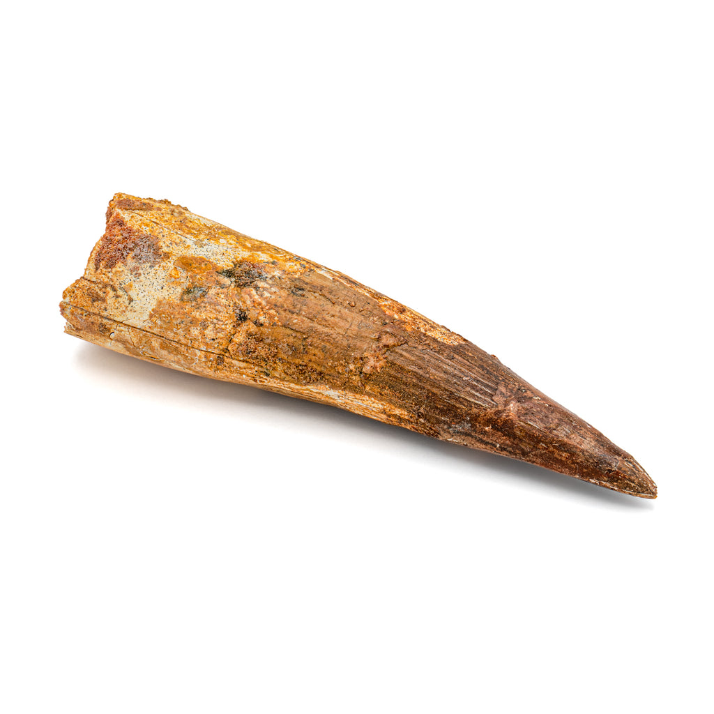 Spinosaurus Tooth - Beyond XL SOLD 5.66"