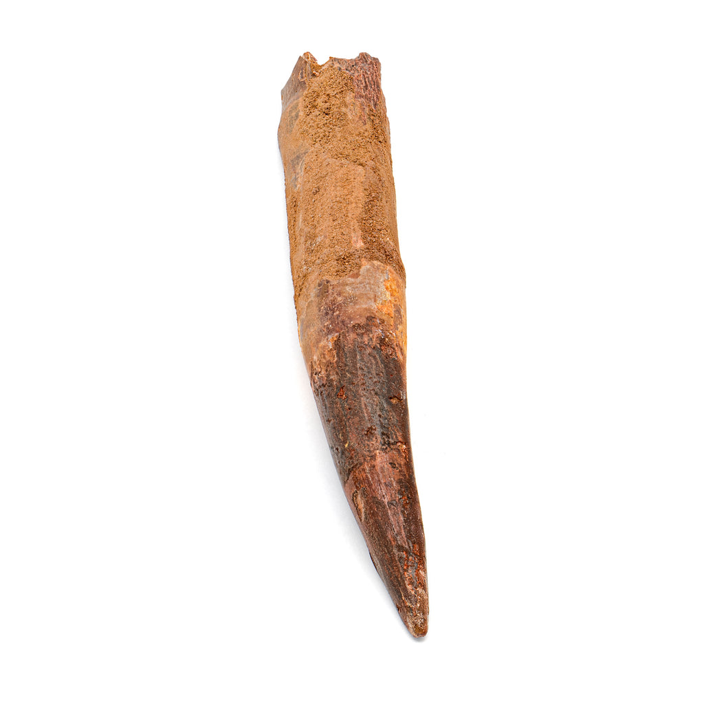 Spinosaurus Tooth - SOLD Beyond XL 5.67"