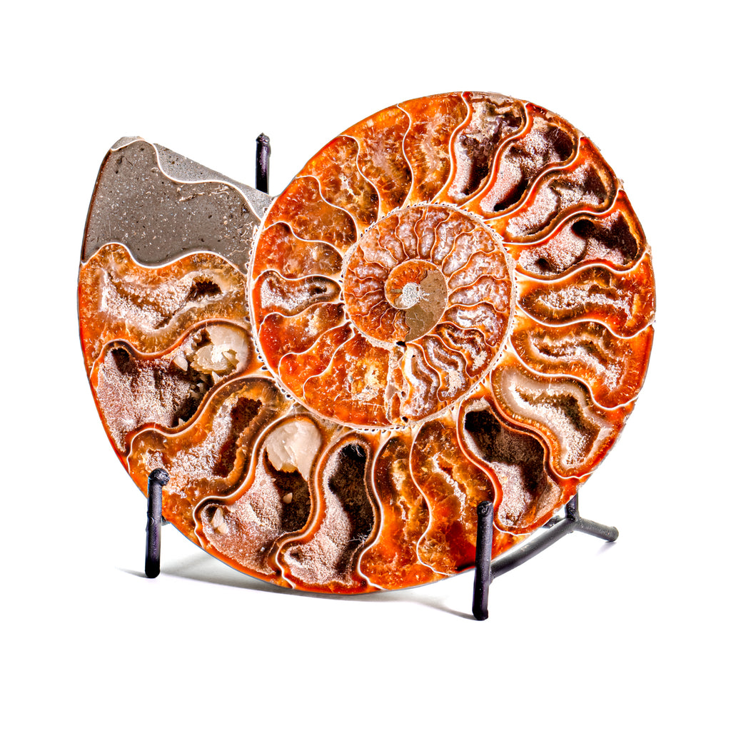 Polished Split Ammonite - SOLD 5.69" B Cleoniceras