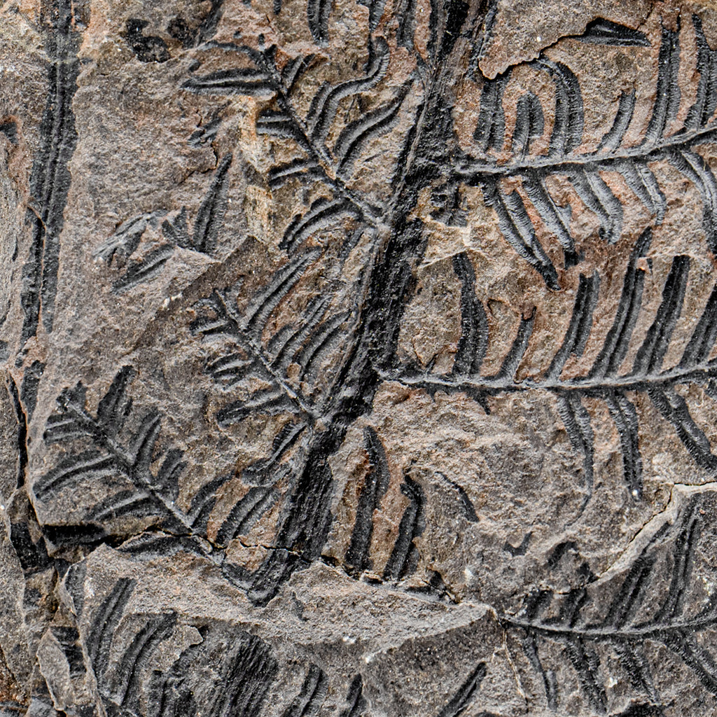 Carboniferous Fossil Plant - SOLD 5.69" Alethopteris