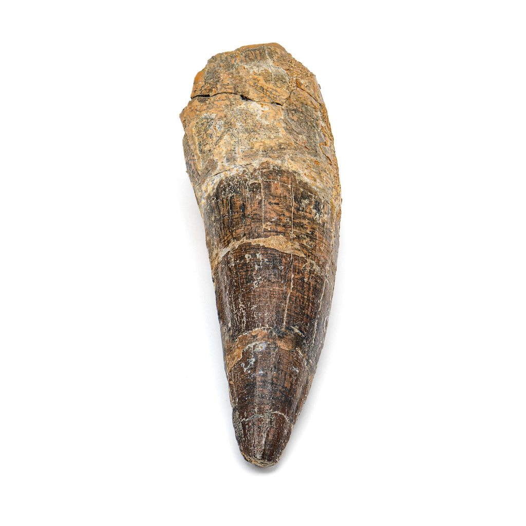 Spinosaurus Tooth - SOLD Beyond XL 5.77"