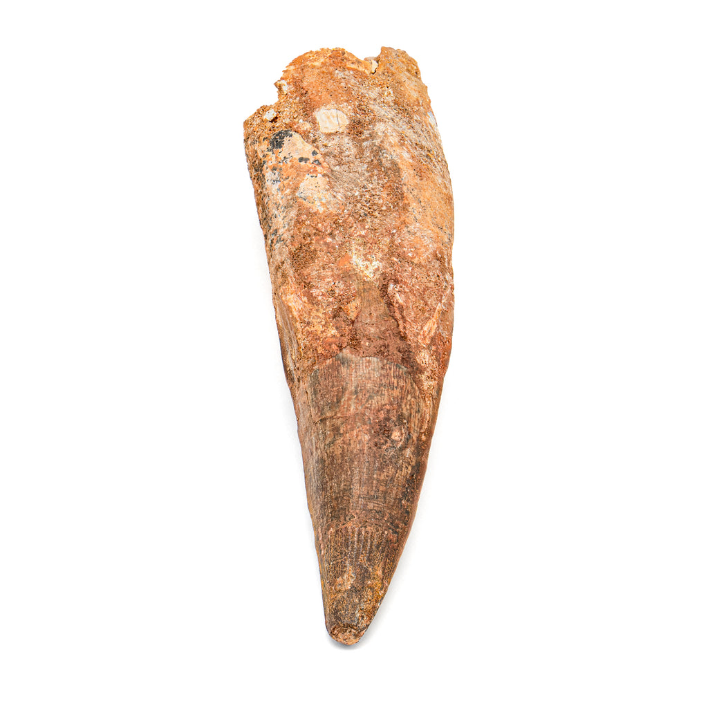 Spinosaurus Tooth - SOLD Beyond XL 5.78"