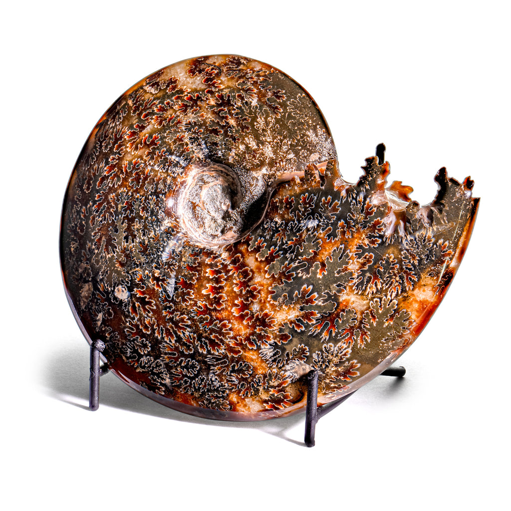 Polished Sutured Ammonite - SOLD 5.80" Cleoniceras