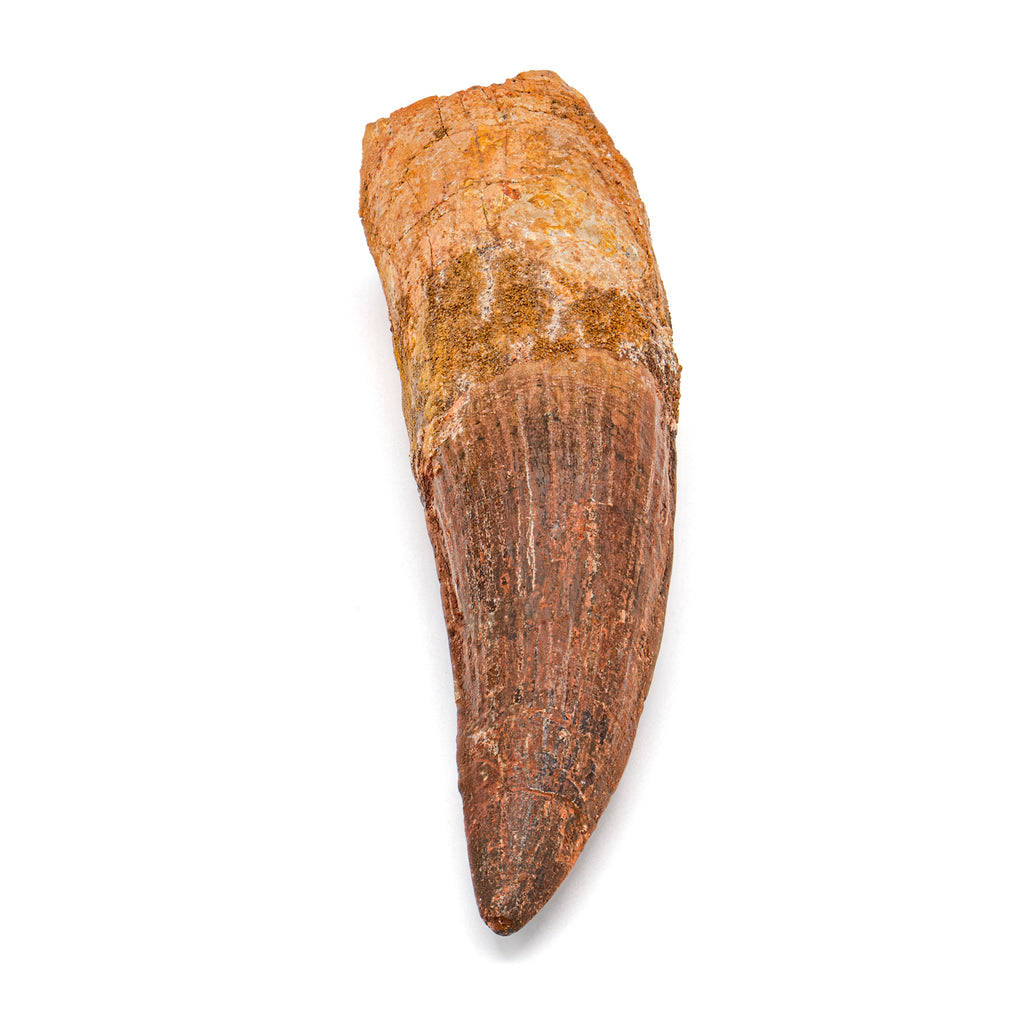 Spinosaurus Tooth - SOLD Beyond XL 5.89"