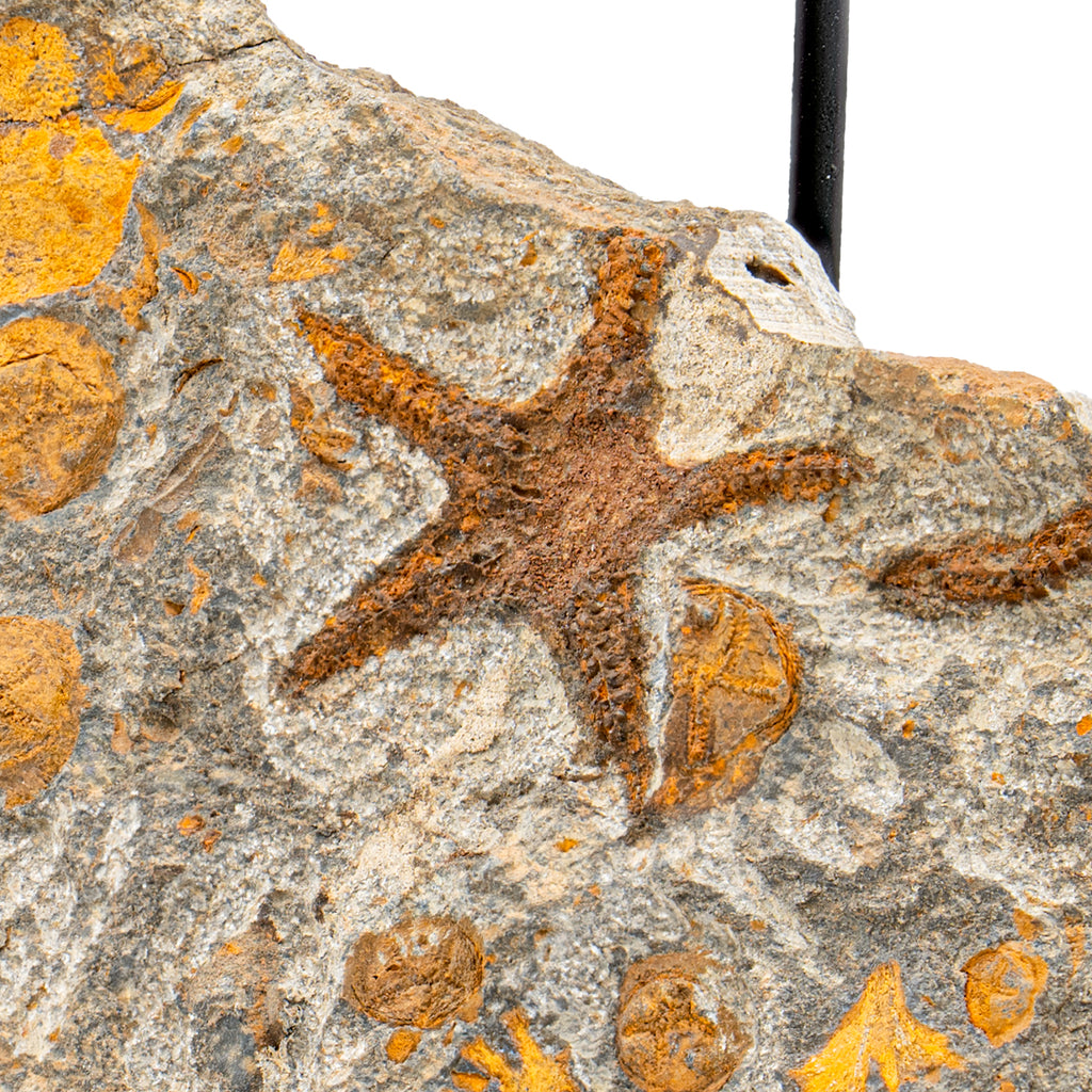 Fossil Starfish - SOLD 5.98" Petraster