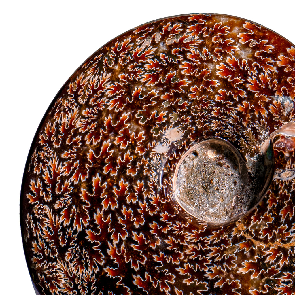 Polished Sutured Ammonite - SOLD 6.01" Cleoniceras