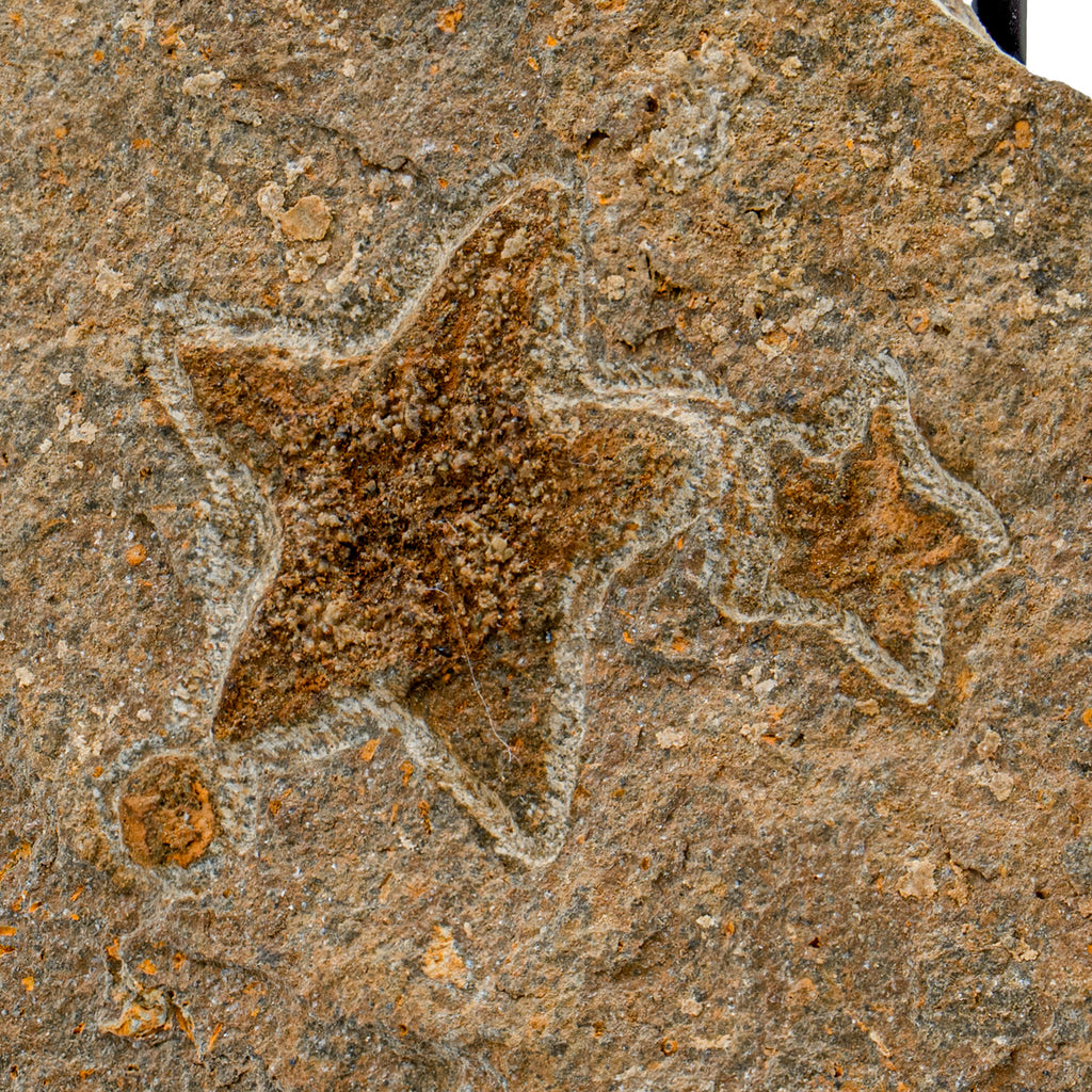 Fossil Starfish - SOLD 6.09" Petraster