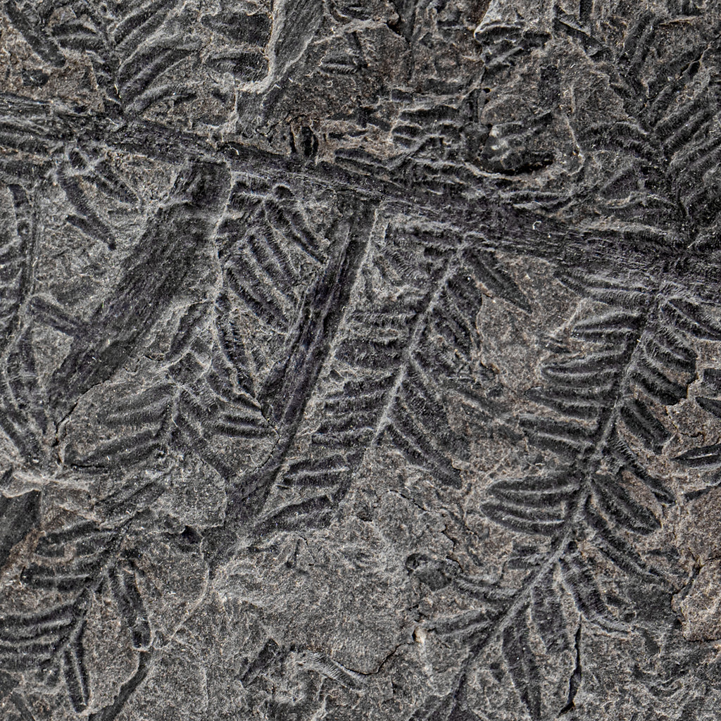 Carboniferous Fossil Plant - SOLD 6.17" Alethopteris
