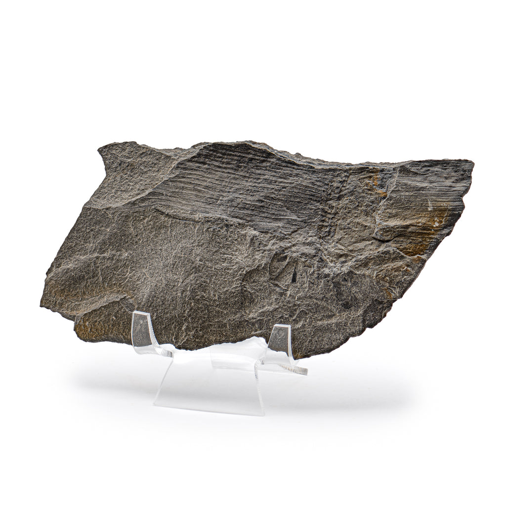 Carboniferous Fossil Plant - 6.19" Lepidodendron Branch