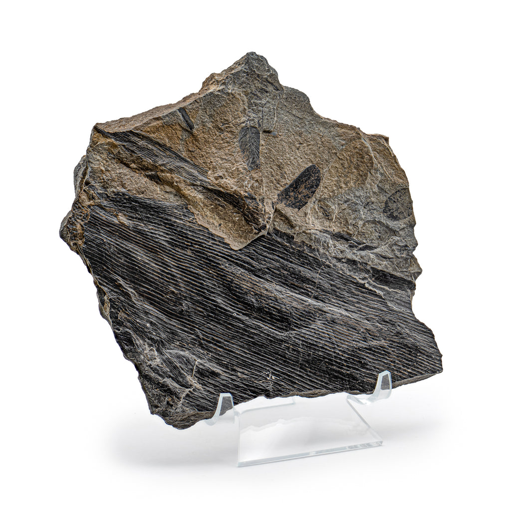Carboniferous Fossil Plant - SOLD 6.24" Calamites & Paripteris