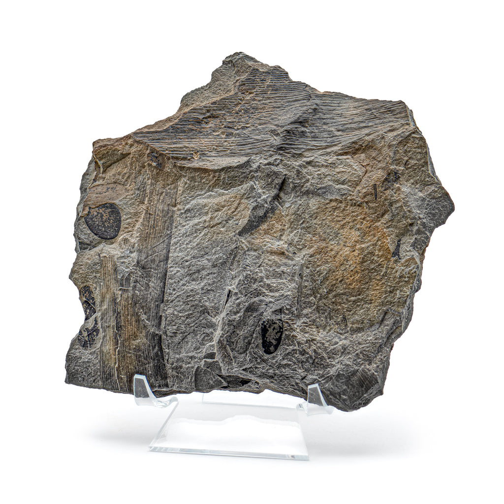Carboniferous Fossil Plant - SOLD 6.24" Calamites & Paripteris