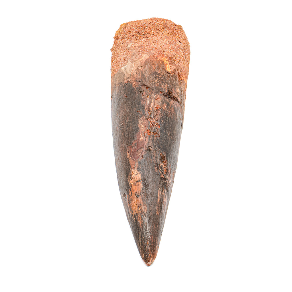 Spinosaurus Tooth - SOLD Beyond XL 6.37"