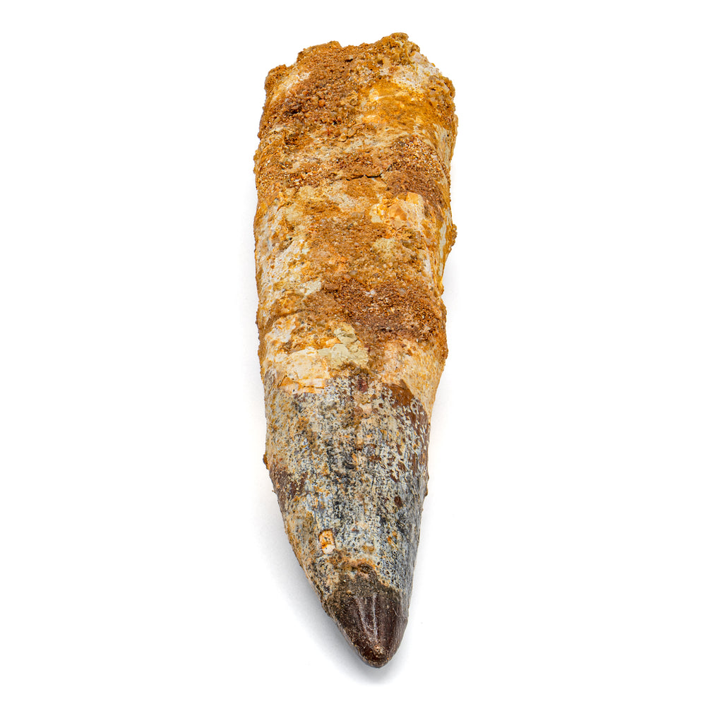 Spinosaurus Tooth - SOLD Beyond XL 6.67"