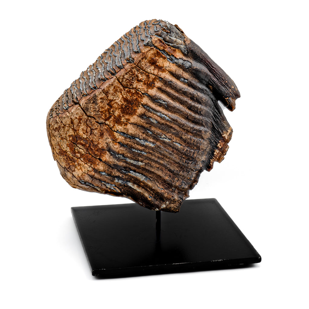 Woolly Mammoth Tooth - SOLD 6.79" Full Tooth with Stand - Alaskan