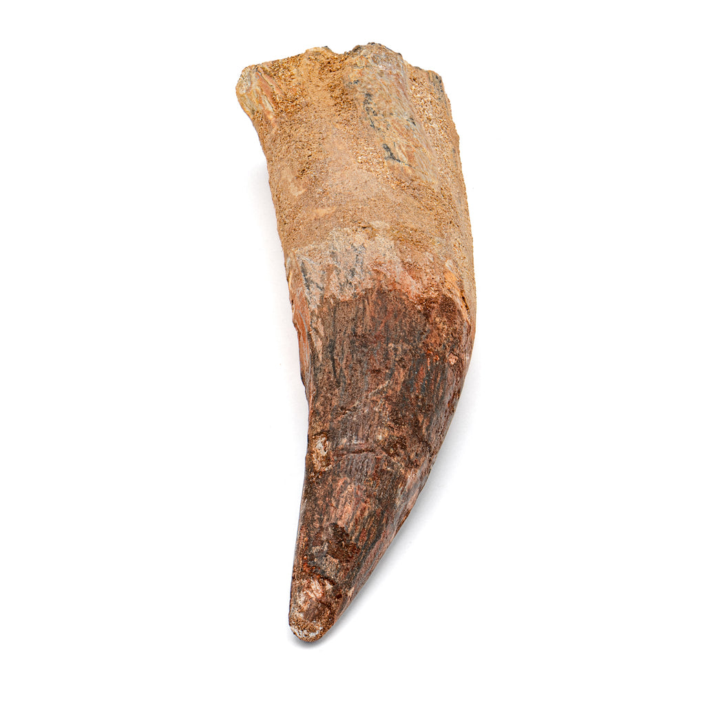 Spinosaurus Tooth - SOLD Beyond XL 6.84"
