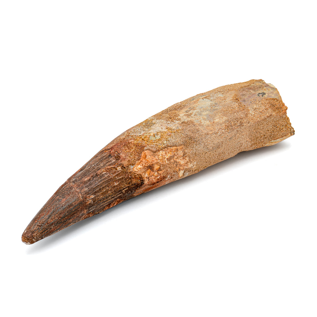 Spinosaurus Tooth - SOLD Beyond XL 6.84"