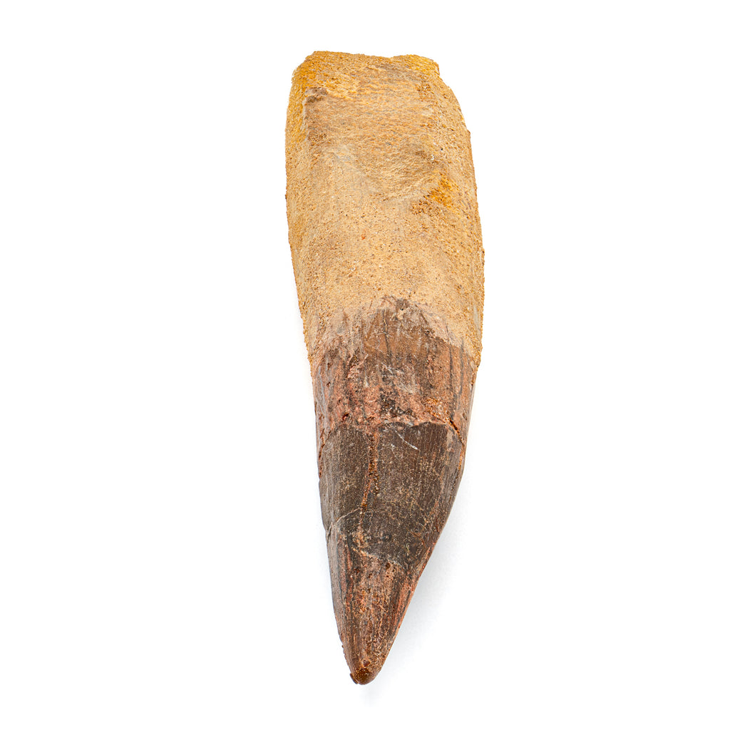 Spinosaurus Tooth - SOLD Beyond XL 6.92"