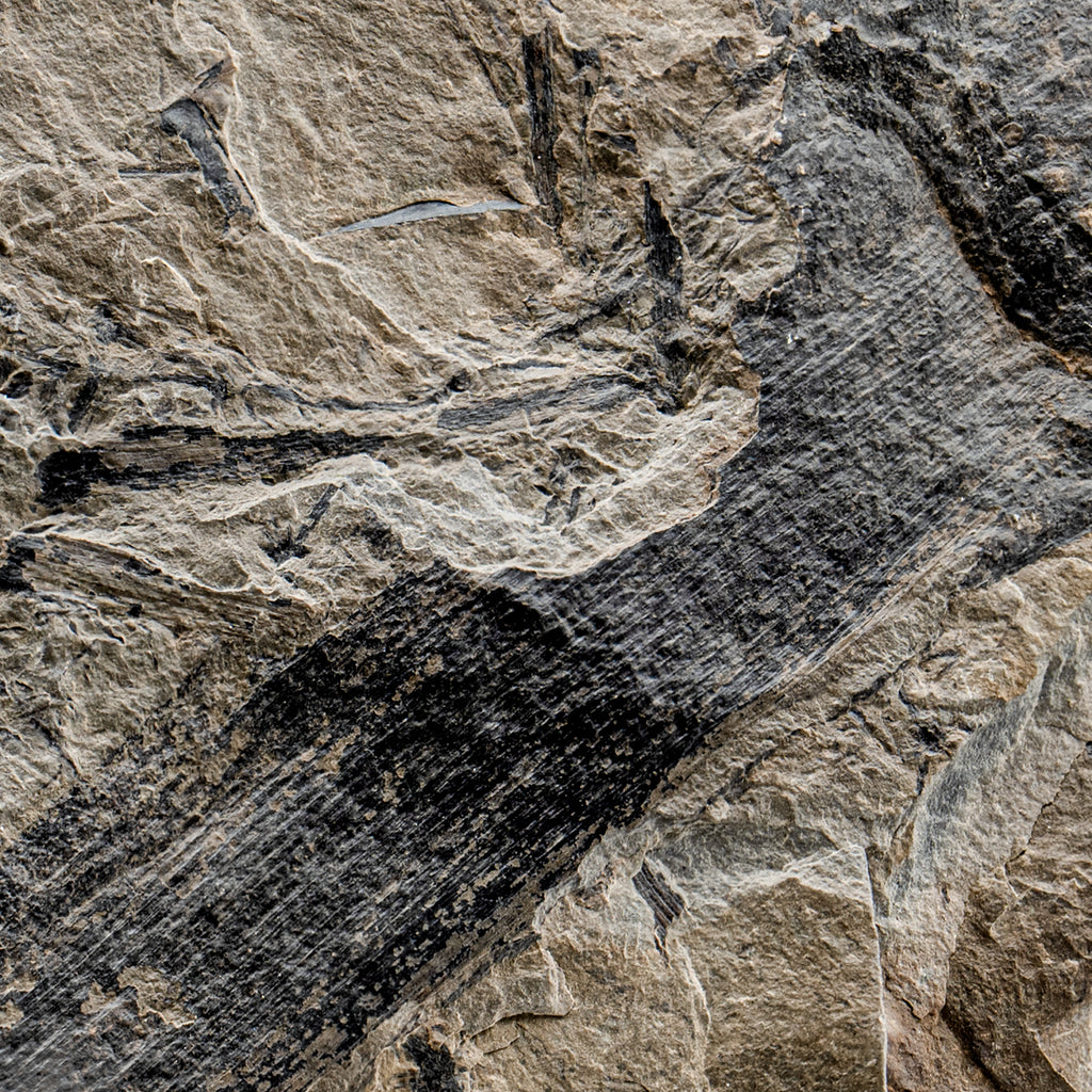 Carboniferous Fossil Plant - 6.94" Calamites