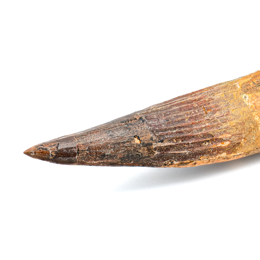 Spinosaurus Tooth - SOLD Beyond XL 7.14"