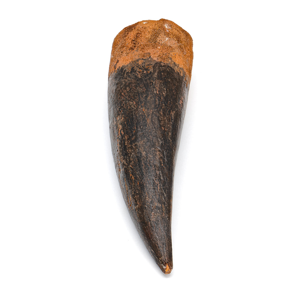 Spinosaurus Tooth - SOLD Beyond XL 7.44"