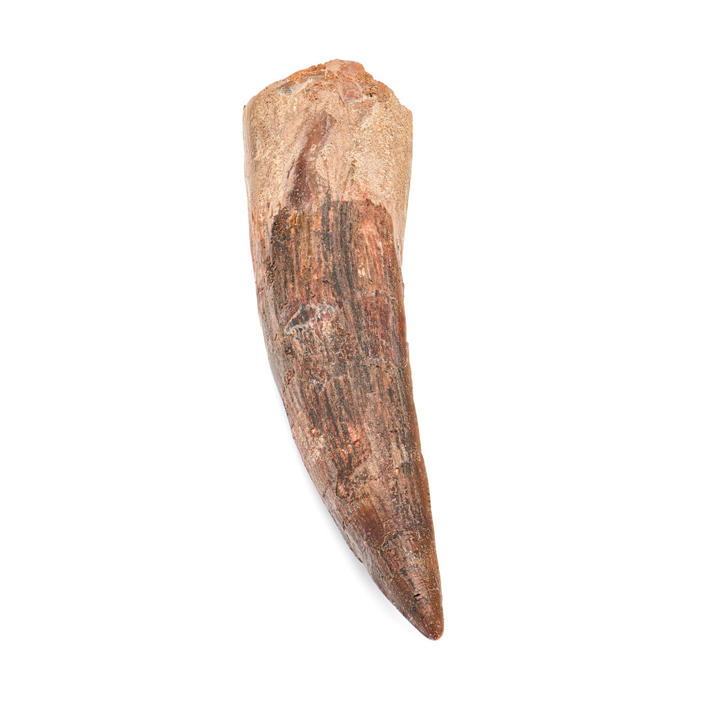 Spinosaurus Tooth - SOLD Beyond XL 7.47"