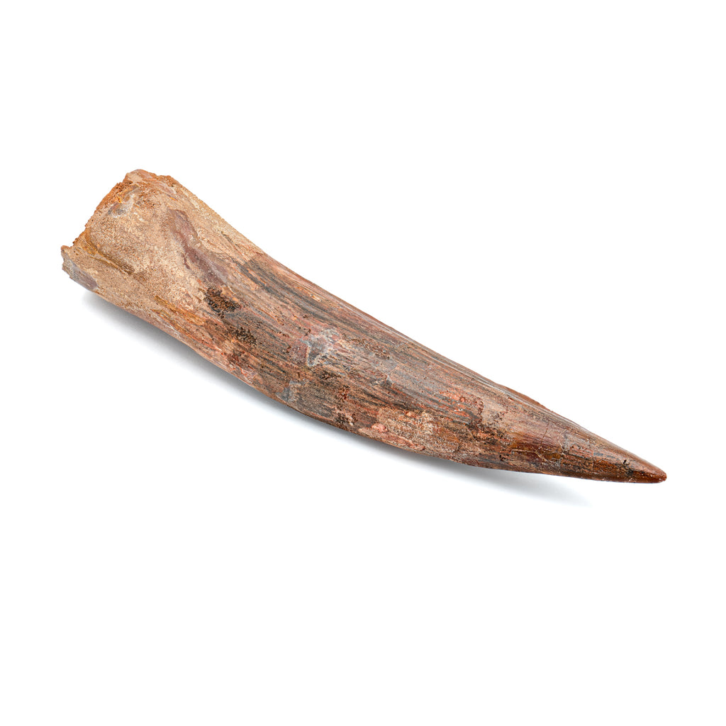 Spinosaurus Tooth - SOLD Beyond XL 7.47"