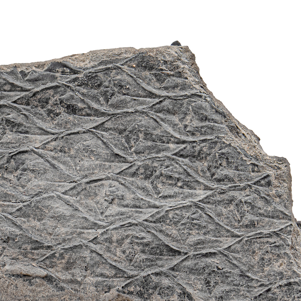 Carboniferous Fossil Plant - SOLD 7.51" Lepidodendron Bark