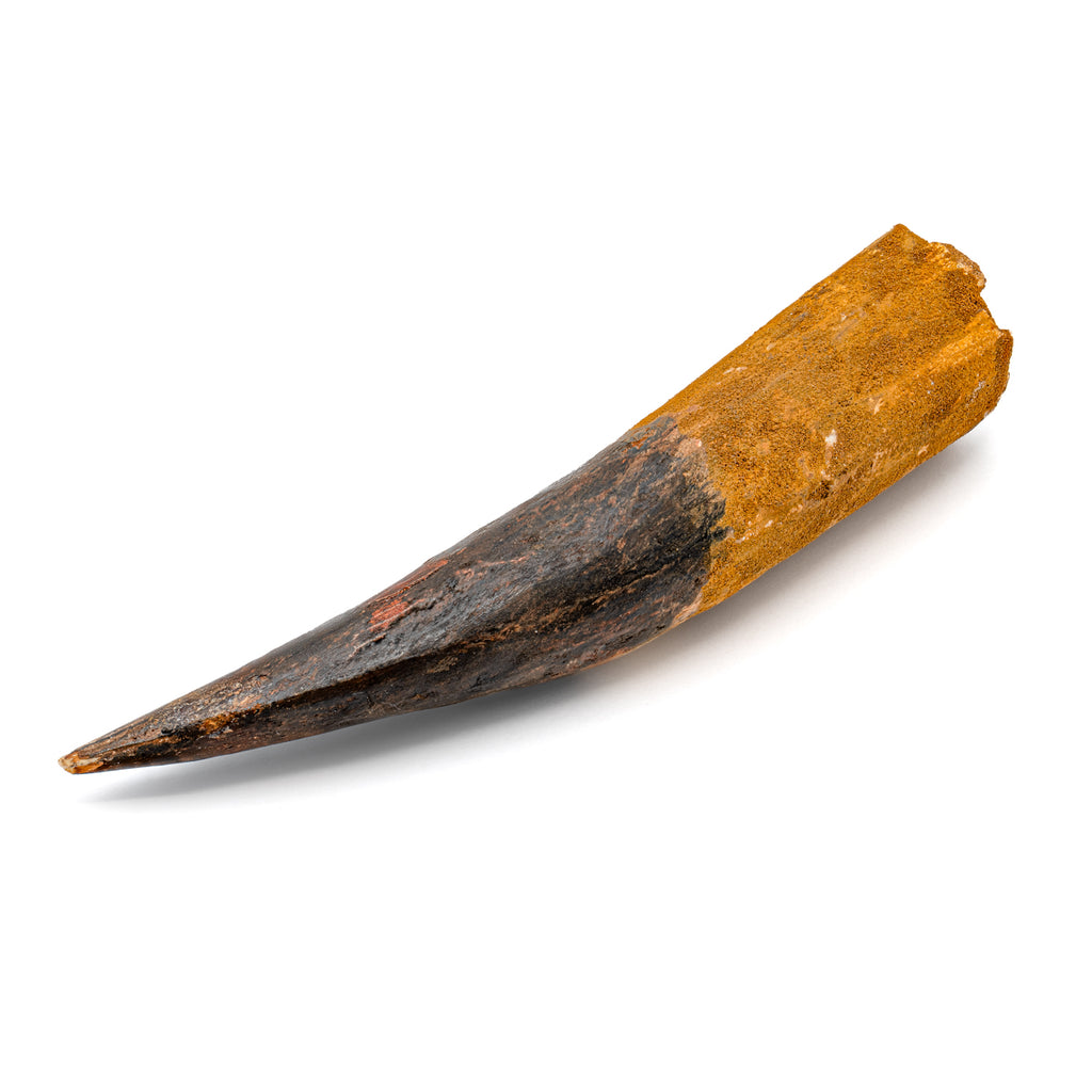 Spinosaurus Tooth - SOLD Beyond XL 7.55"