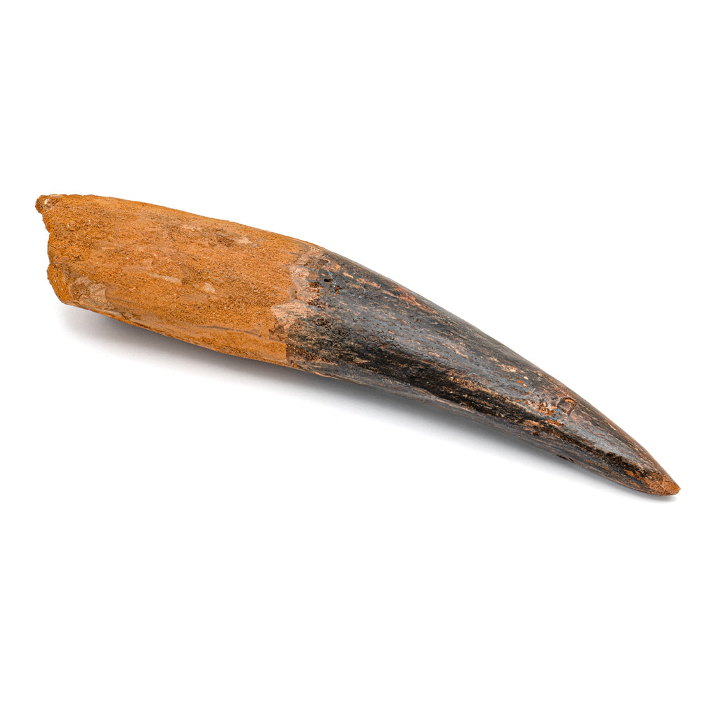 Spinosaurus Tooth - SOLD Beyond XL 7.86"